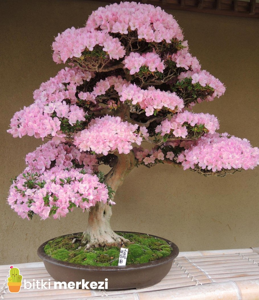 Бонсай Азалия дерево