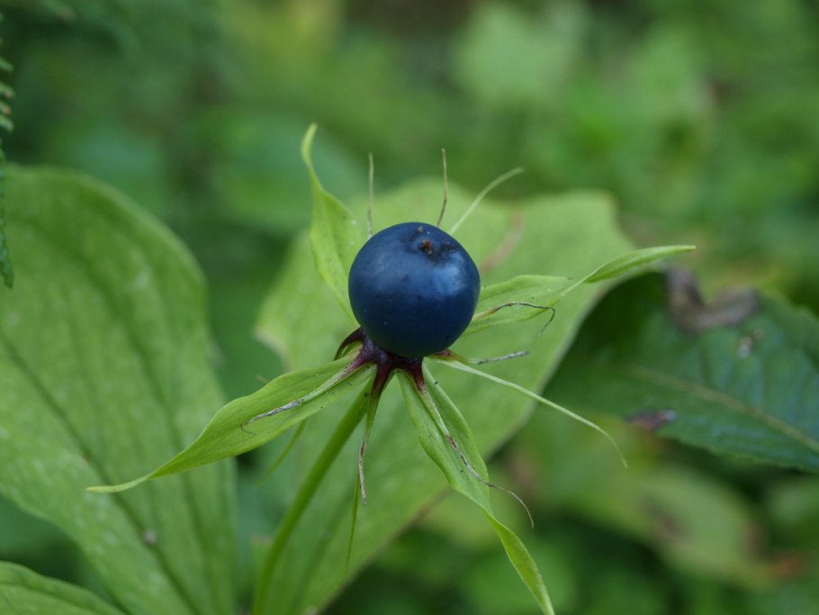 Вороний глаз ягода