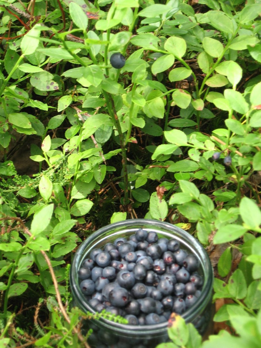 Вороника (водяника)