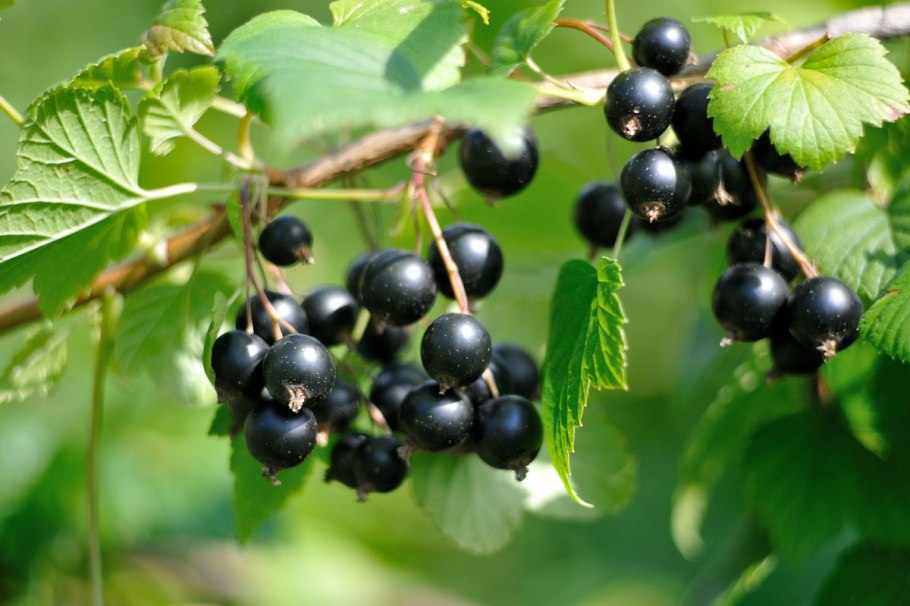 Лесная черная смородина
