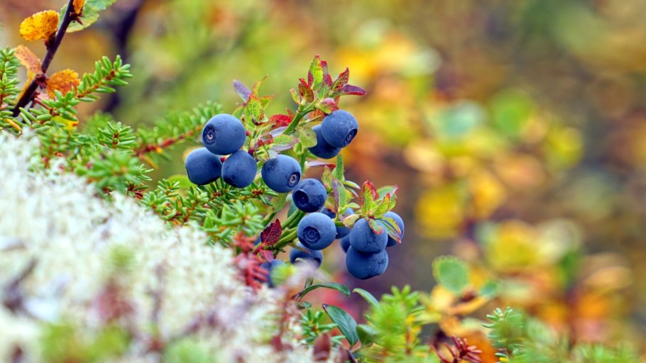 Воронец Колосистый (Actaea spicata)