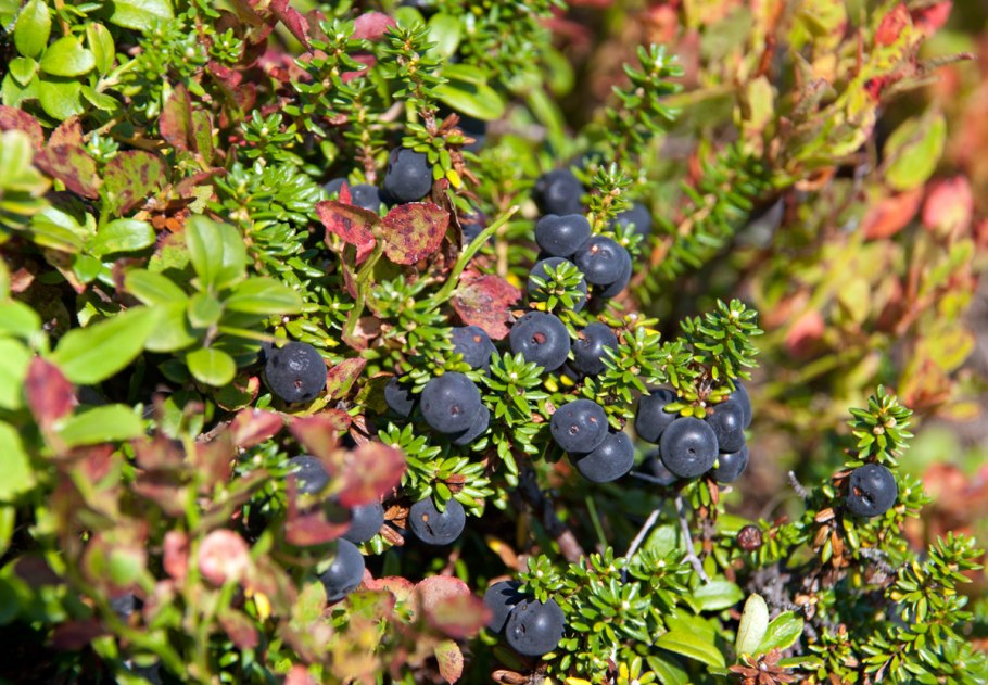 Черная ежевика