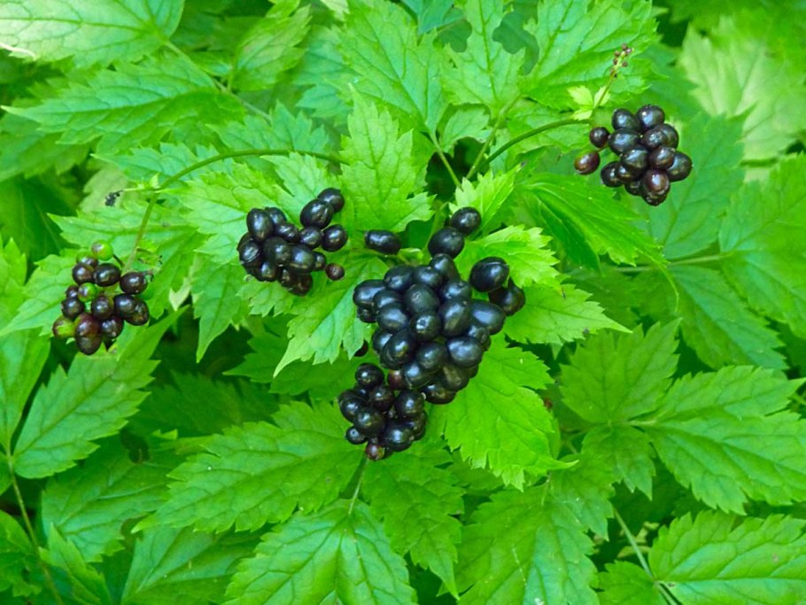 Голубика Лесная