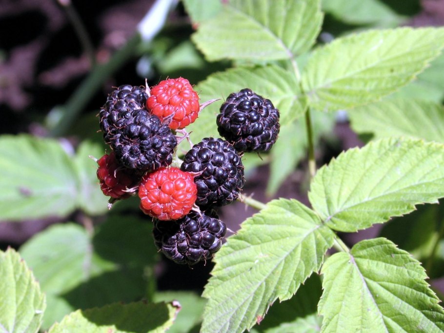 Купена душистая ягоды