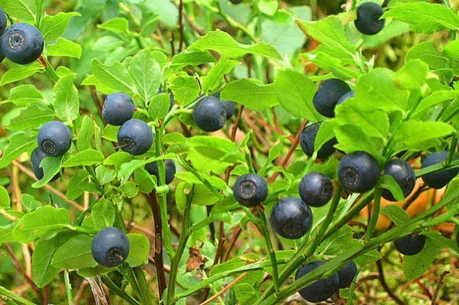 Арония черноплодная