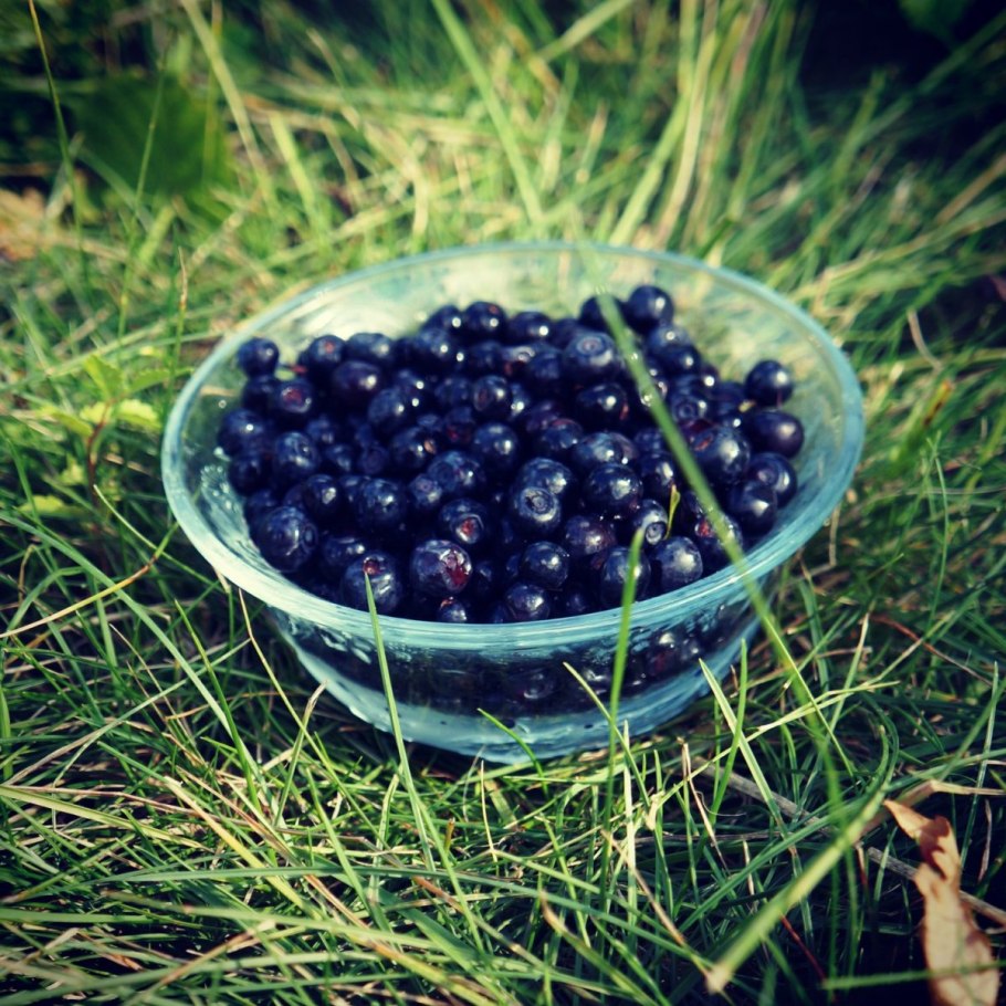 Ապալաս черника