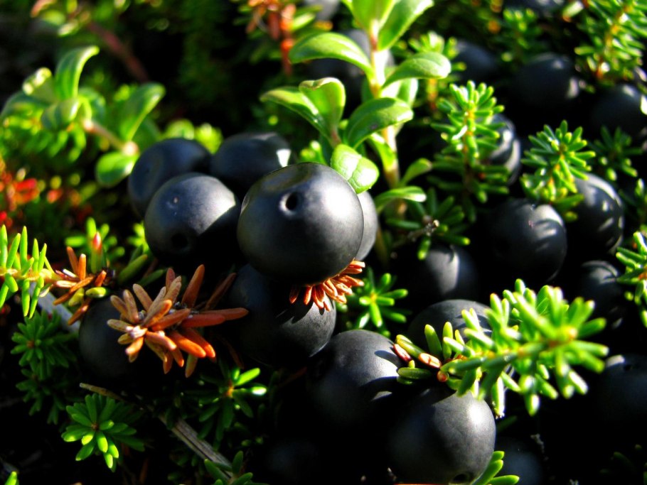 Голубика черника Вороний глаз