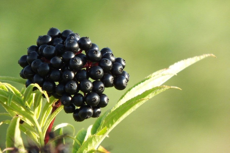 Жимолость Лесная черные ягоды