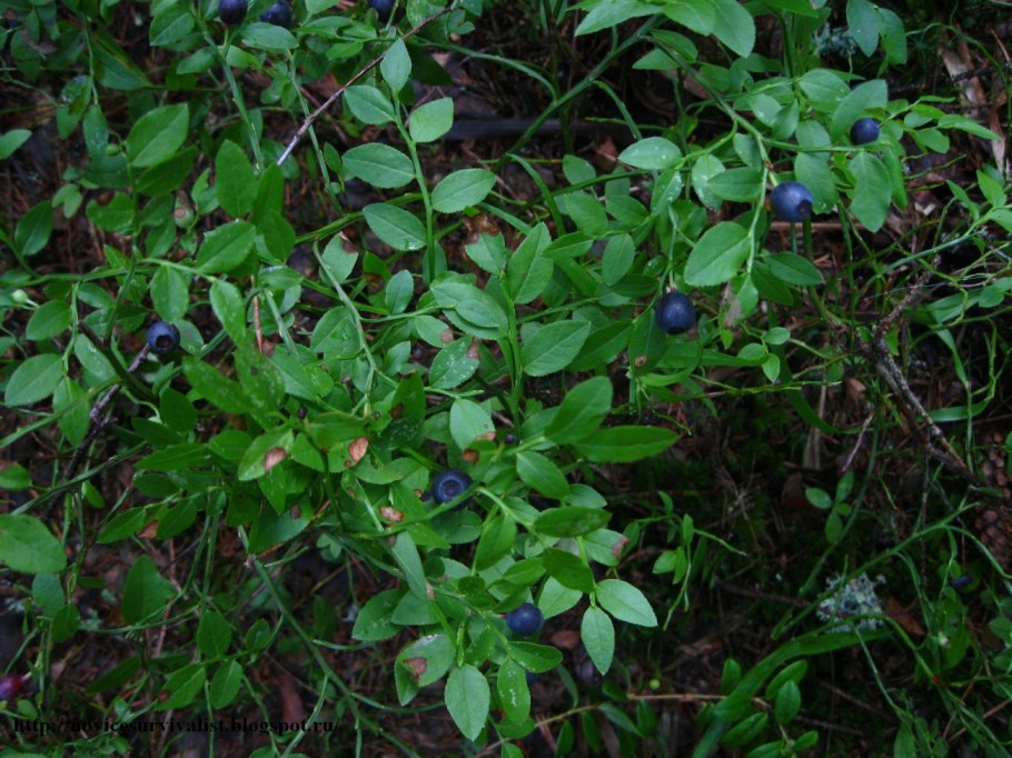 Лесные ягоды Абхазии