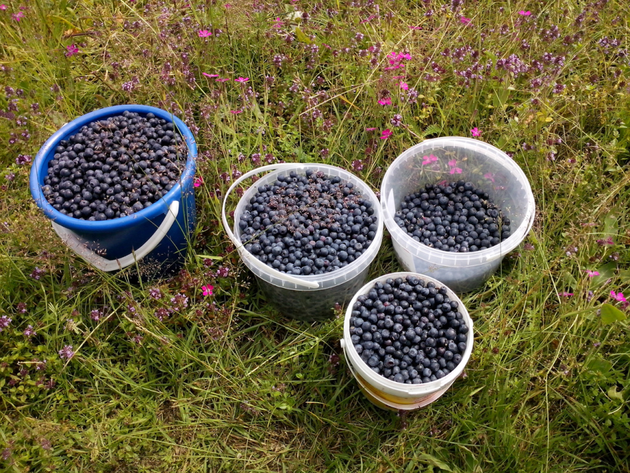 Ежевика Карака Блэк