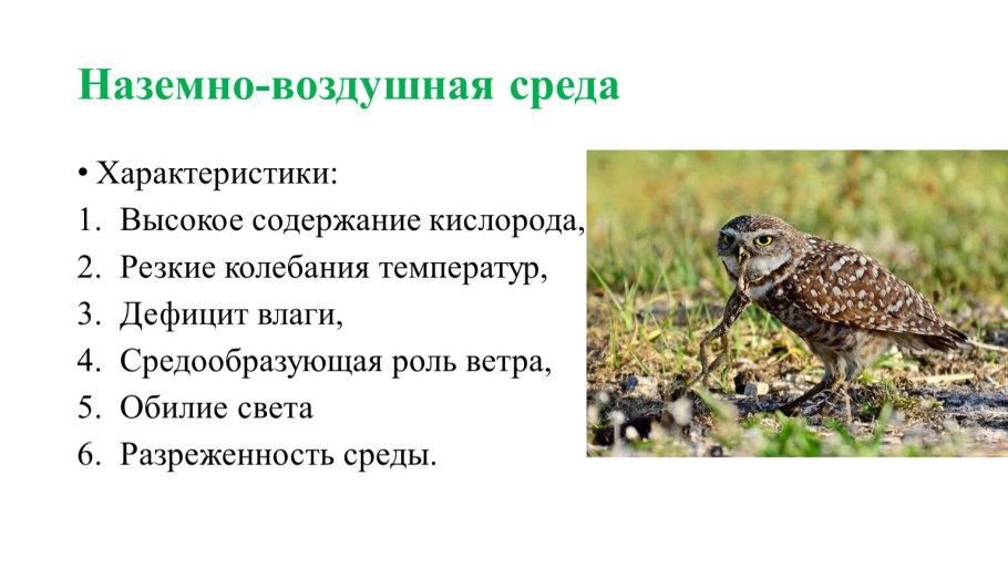 Виды адаптации животных