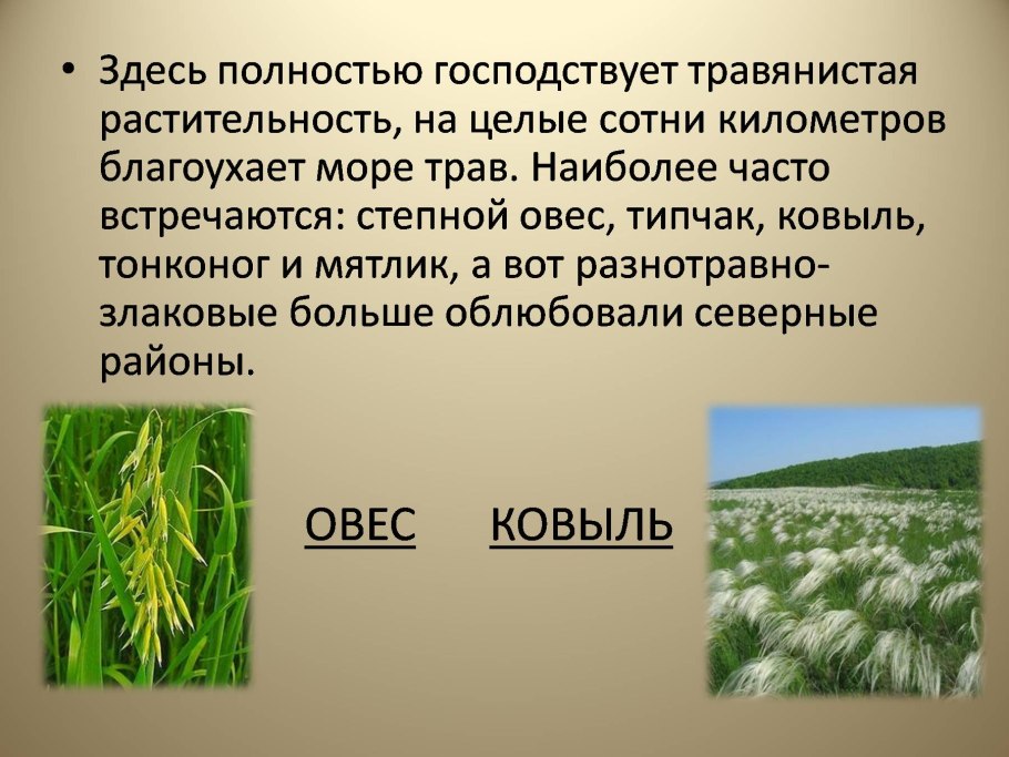Тамариск ксерофит