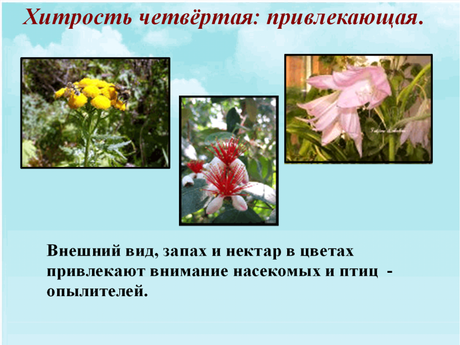 Приспособления при котором форма тела и окраска животных