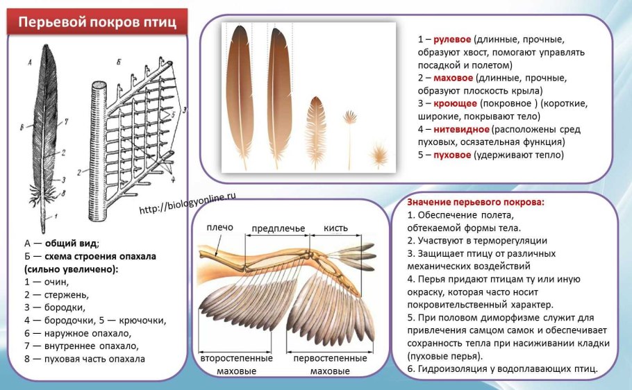 Лабораторная работа ароморфозы у растений