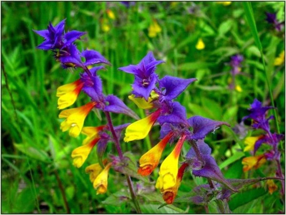 Иван да Марья полевые цветы