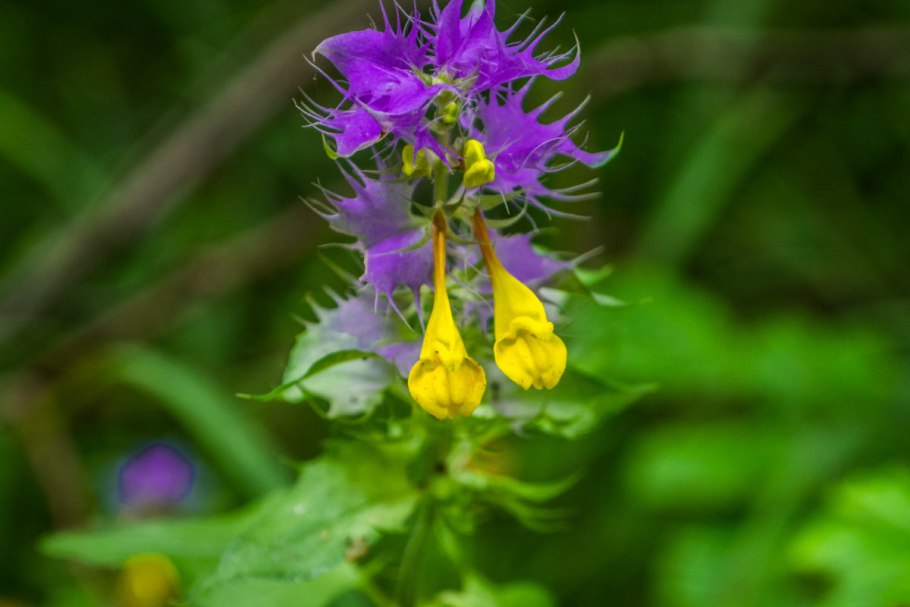 Марьянник серебристоприцветниковый