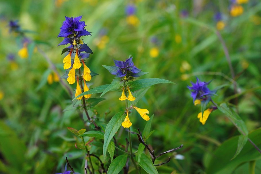 Марьянник Дубравный плод