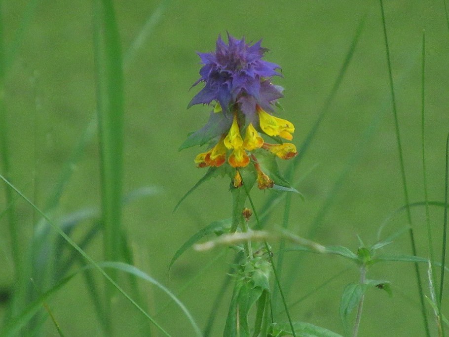 Марьянник полевой (Иван-да-Марья)