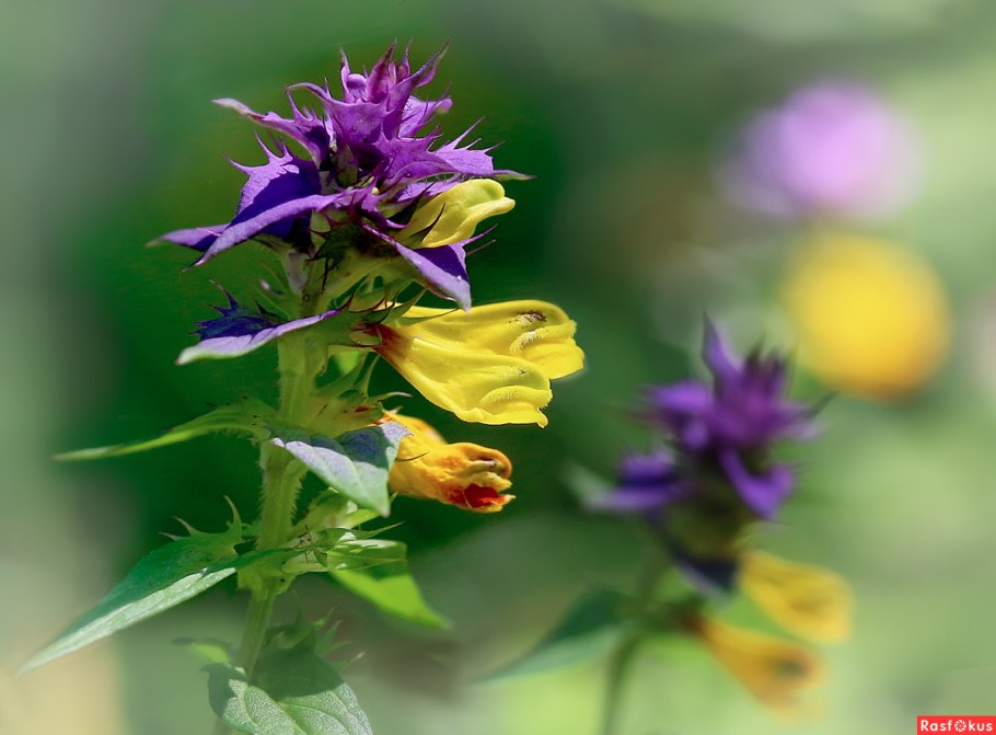 Марьянник Дубравный паразит