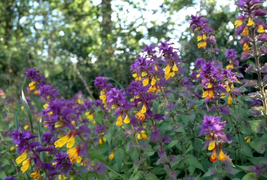 Марьянник Дубравный Melampyrum nemorosum