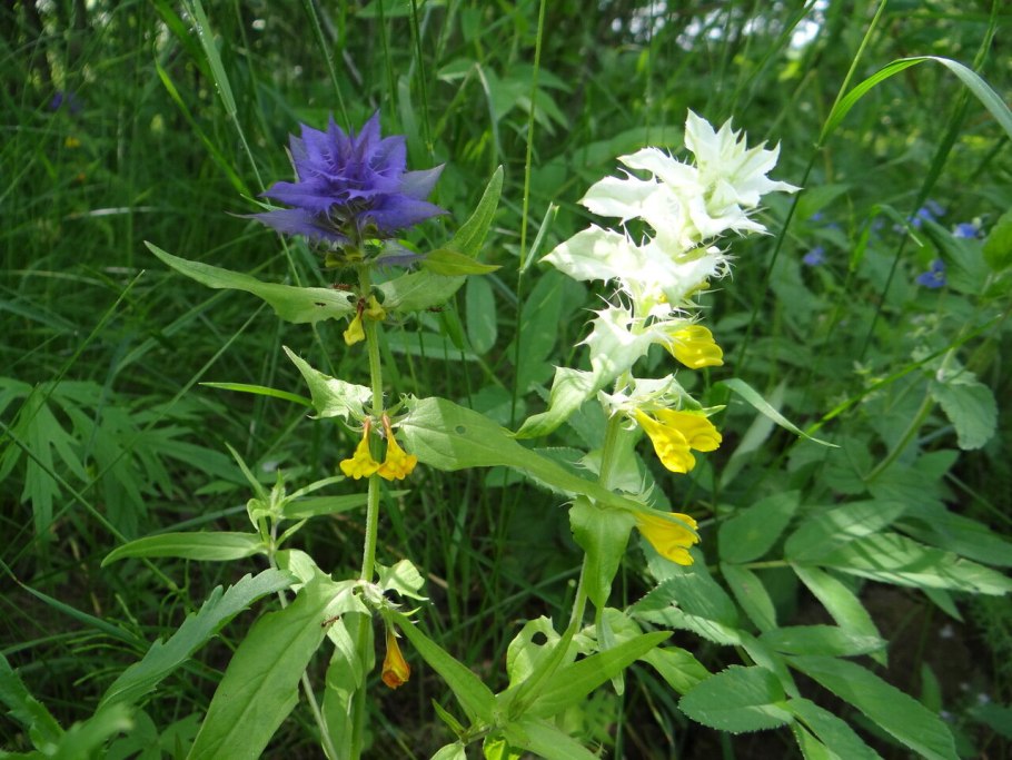 Иван ДОМАРИЯ