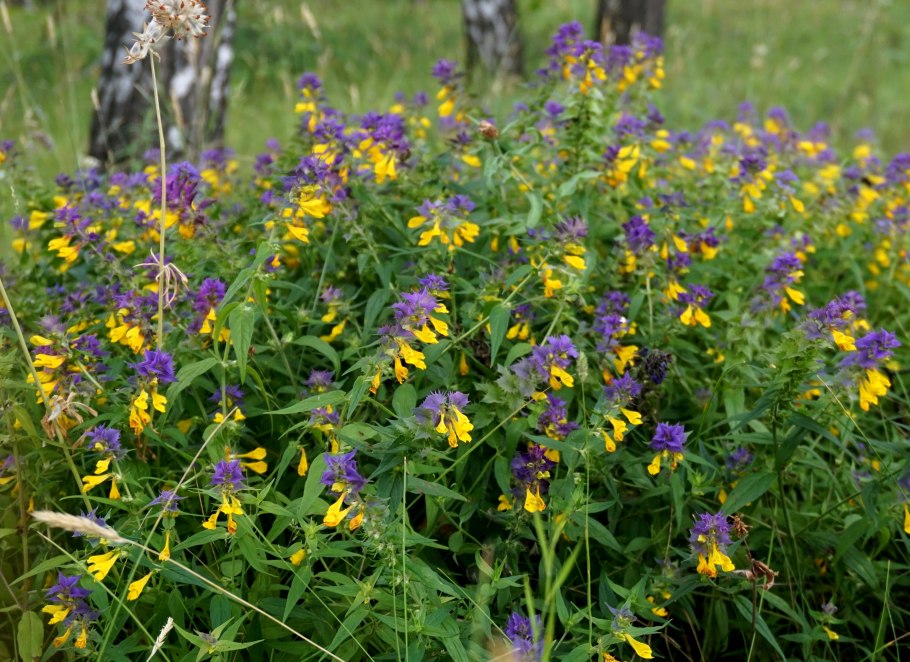 Марьянник Дубравный плод