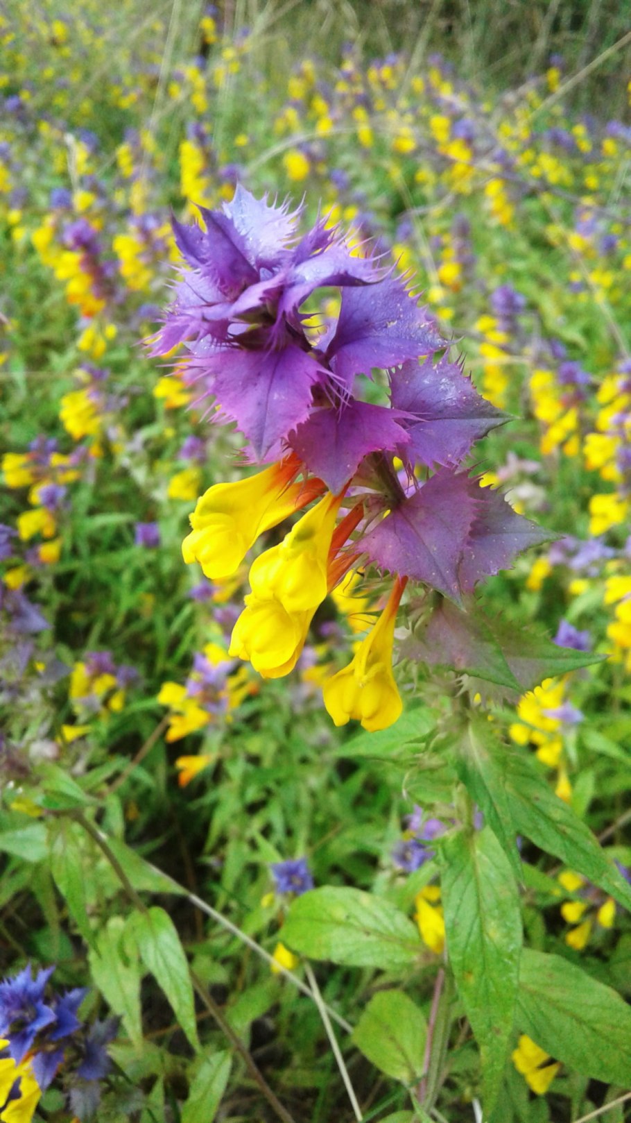 Иван-да-Марья цветок