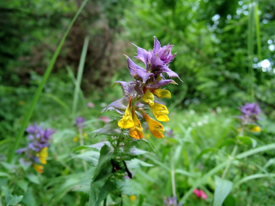 Марьянник Дубравный цветок