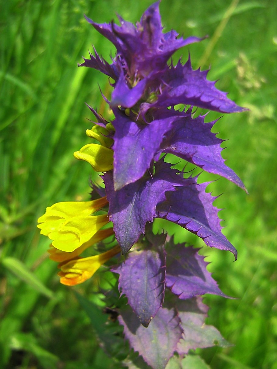 Марьянник Дубравный плод