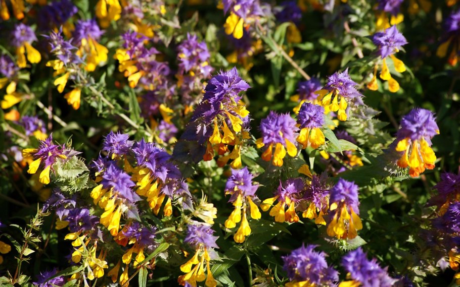 Марьянник Дубравный Иван да Марья