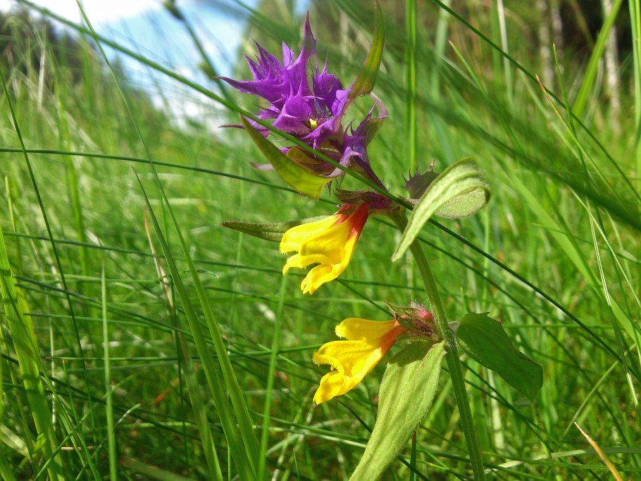 Иван-да-Марья отвар