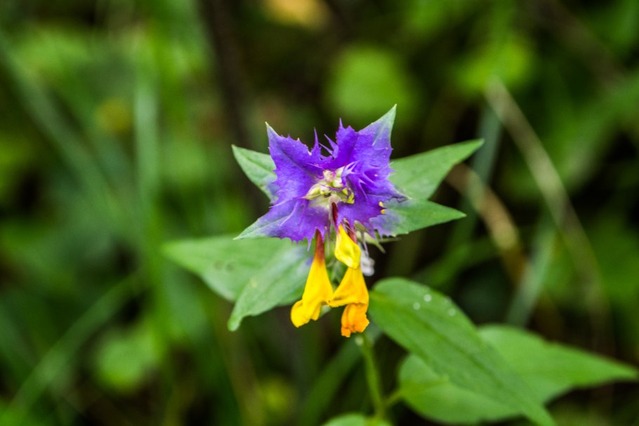 Марьянник Дубравный Melampyrum nemorosum