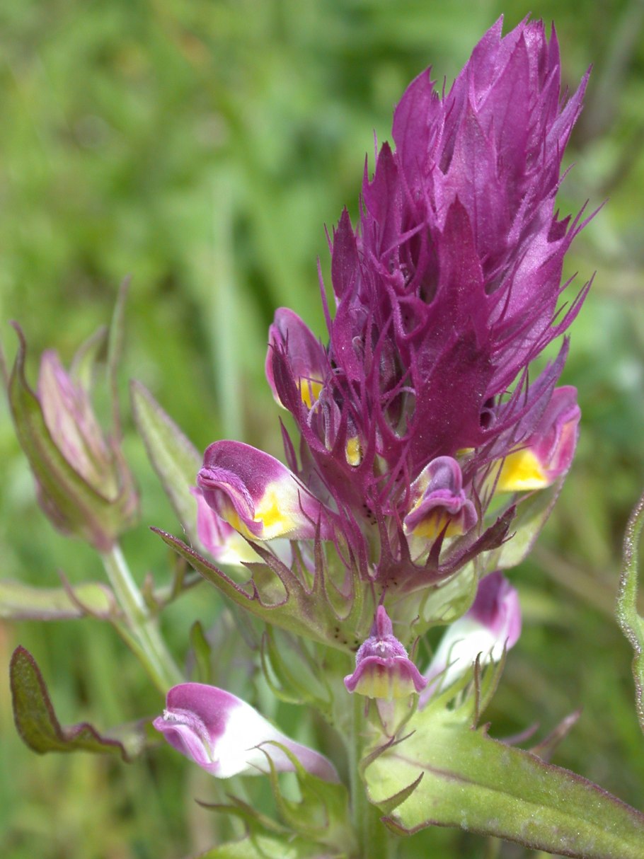 Марьянник Дубравный Иван да Марья