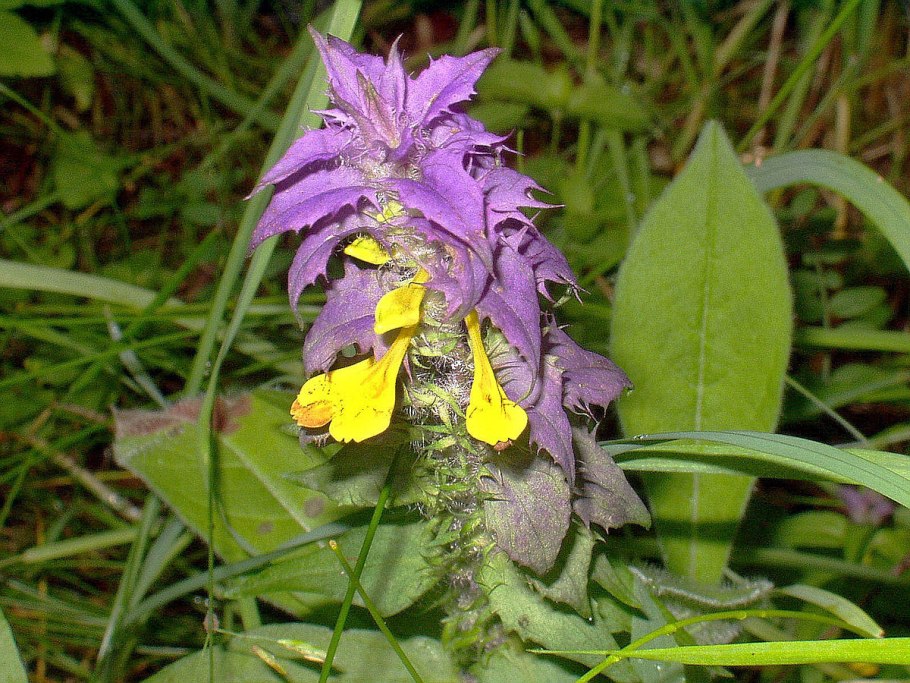 Лесные цветы Иван да Марья