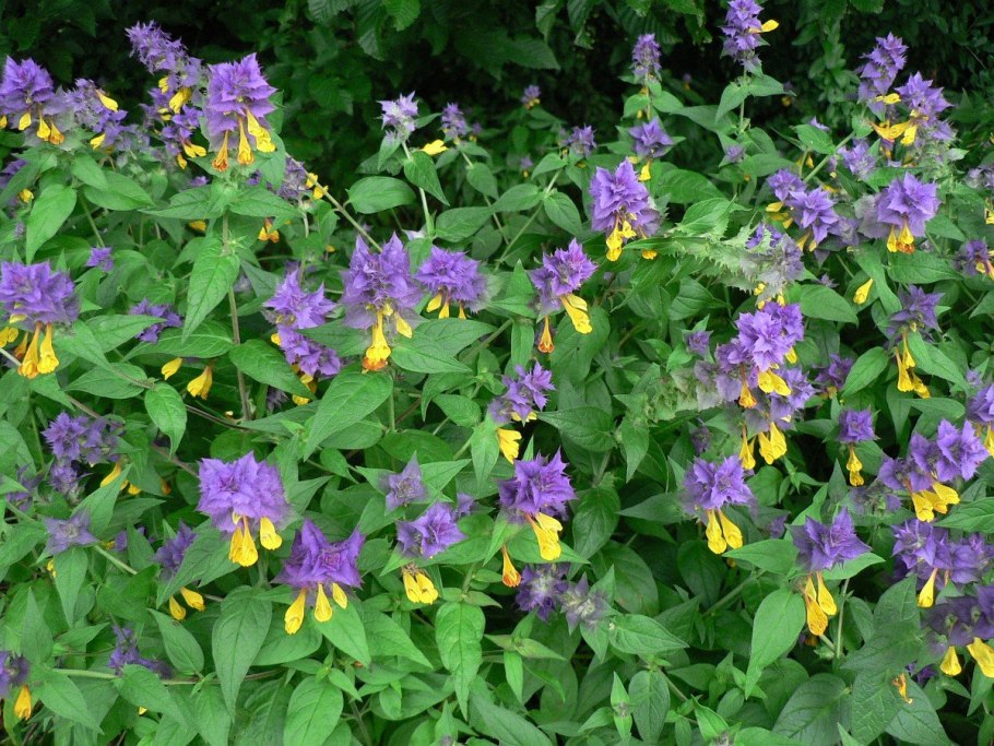 Марьянник Лесной