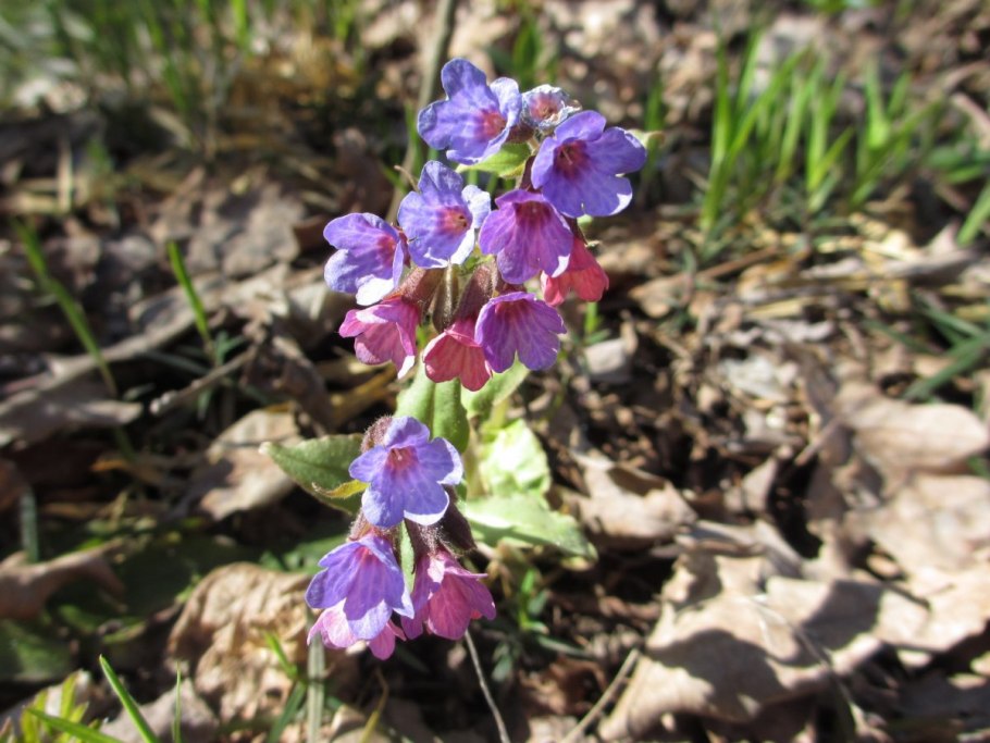 Иван да Марья сорняк