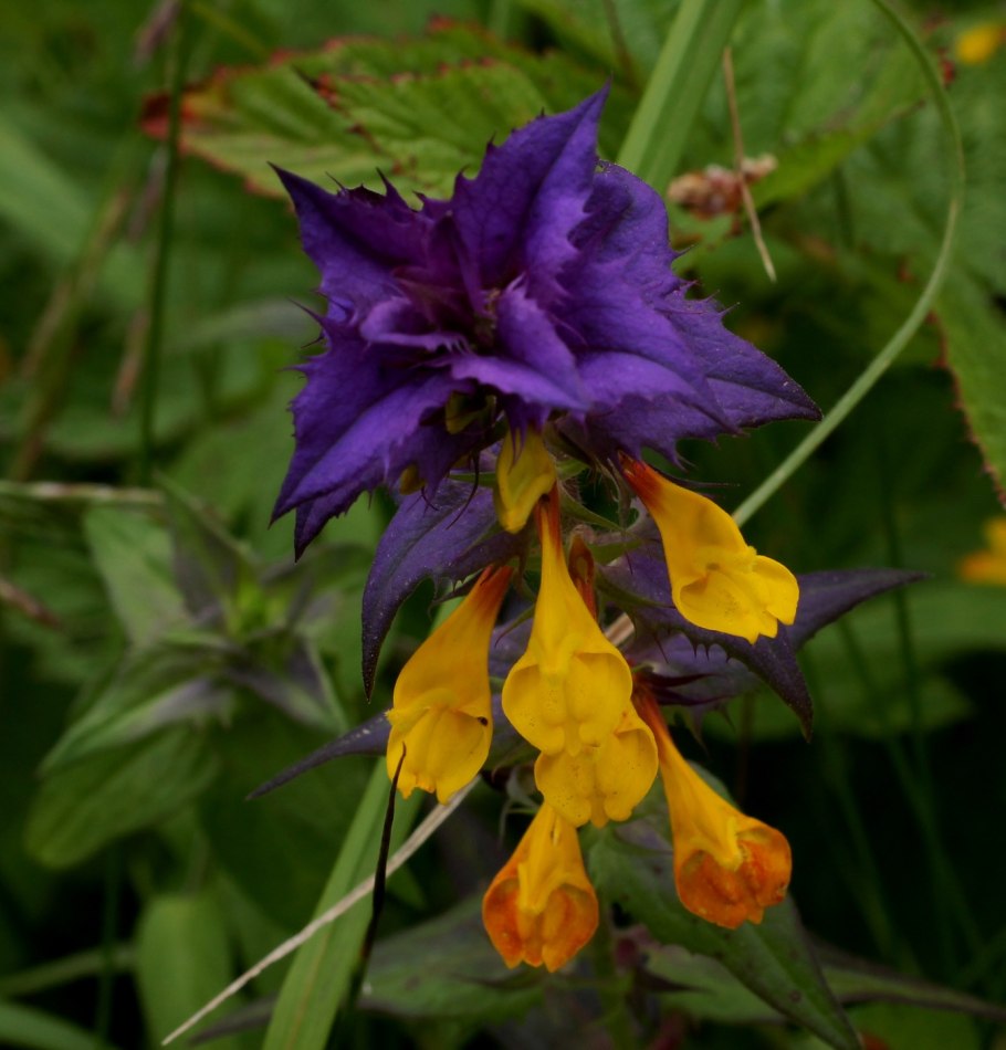 Иван-да-Марья цветок