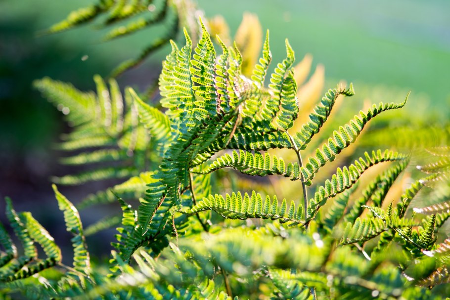 Споровые растения низшие высшие споровые