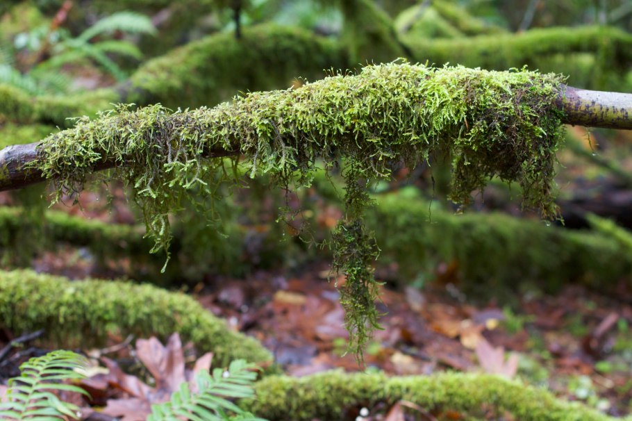 Щитовник Лесной мох