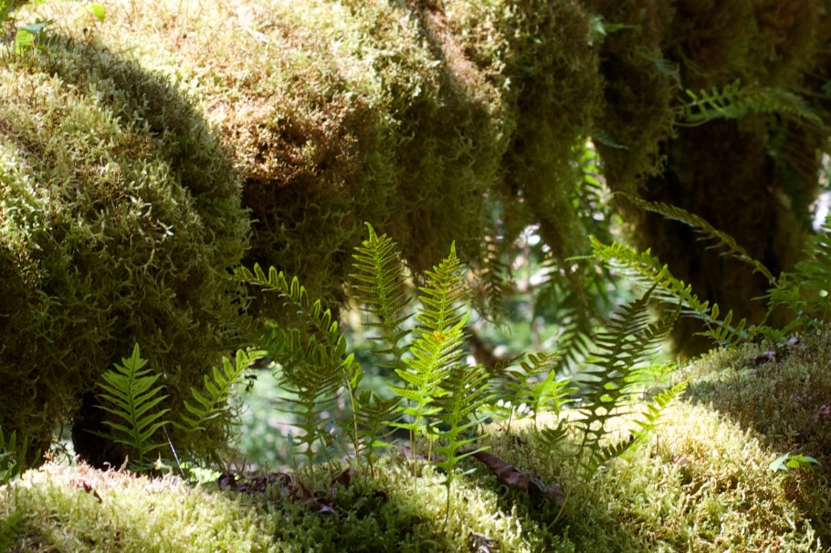 Папоротник Анаклия (орляк)