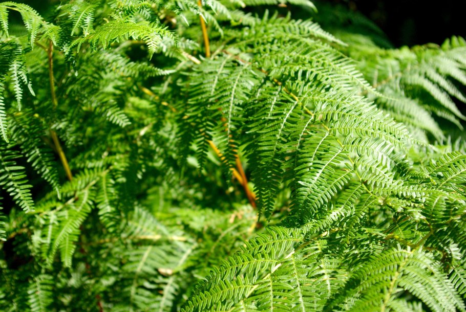 Polystichum setiferum
