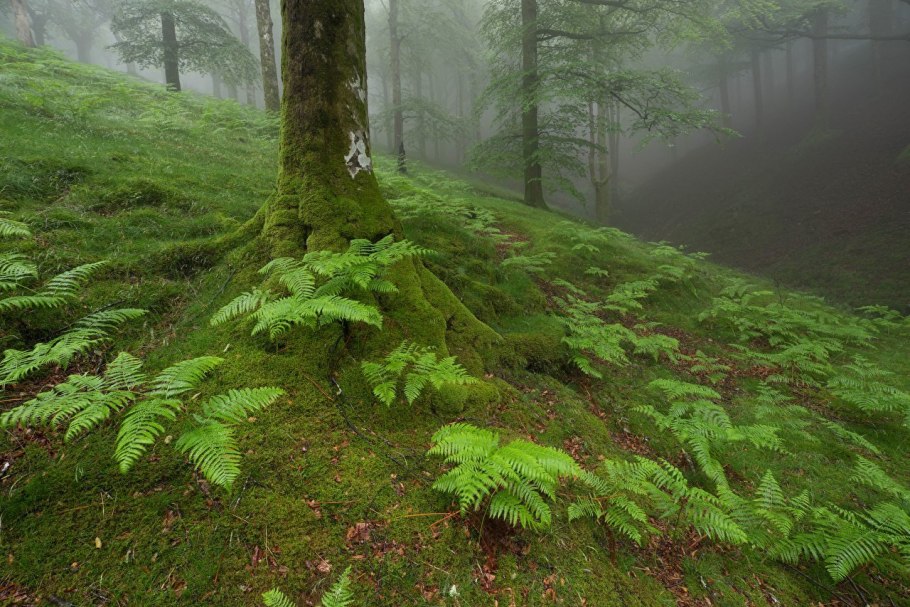 Фото Клевер,Кактус,папоротники и мхи
