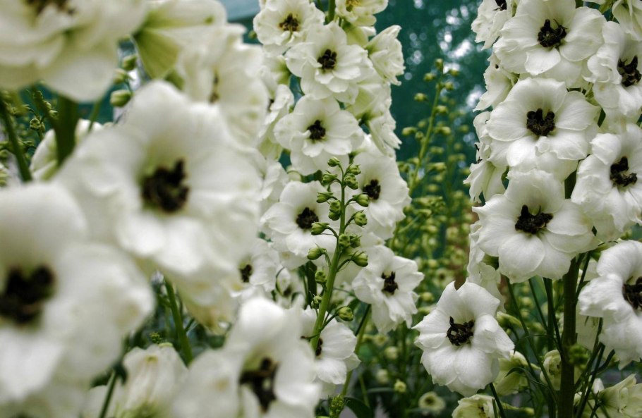 Дельфиниум Меджик Фонтейн