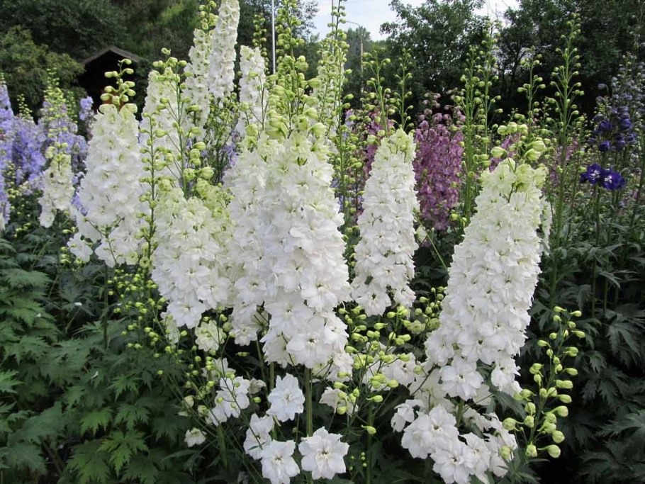 Дельфиниум Галахад