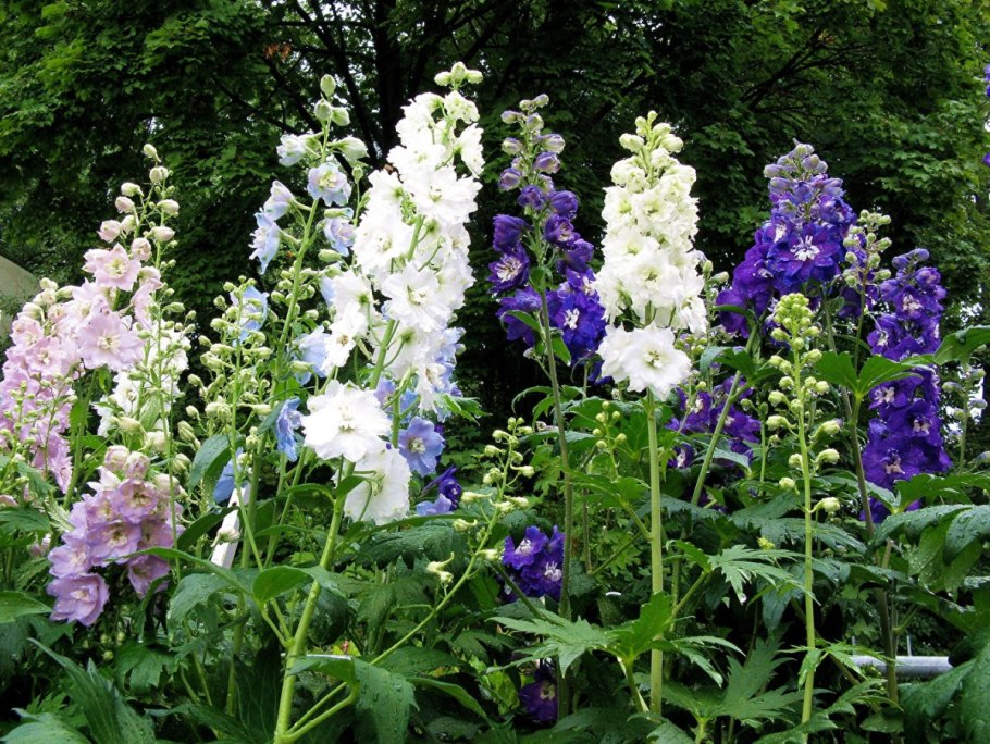 Дельфиниум живокость шпорник белый