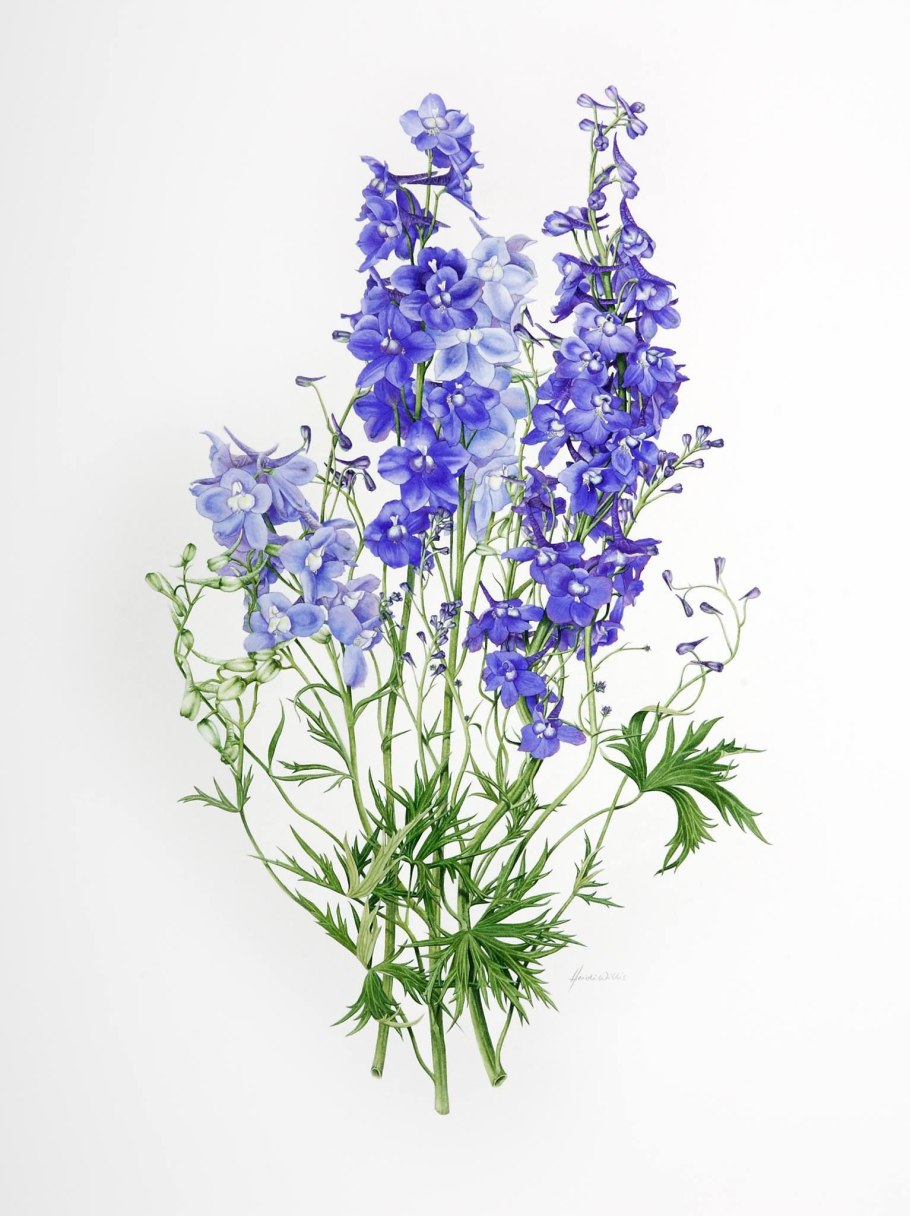 Живокость Полевая ботаника