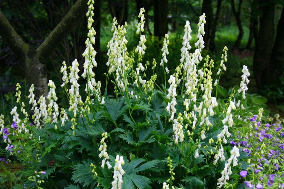 Аконит клобучковый