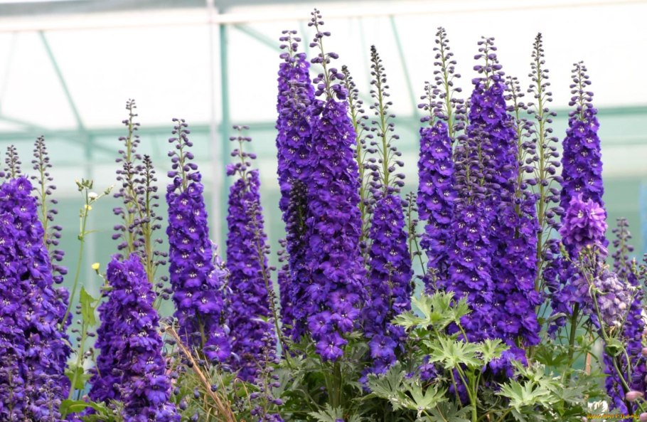 Дельфиниум фиолетовый