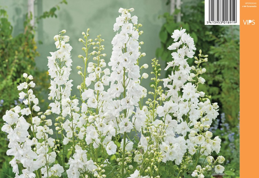 Дельфиниум Pure White