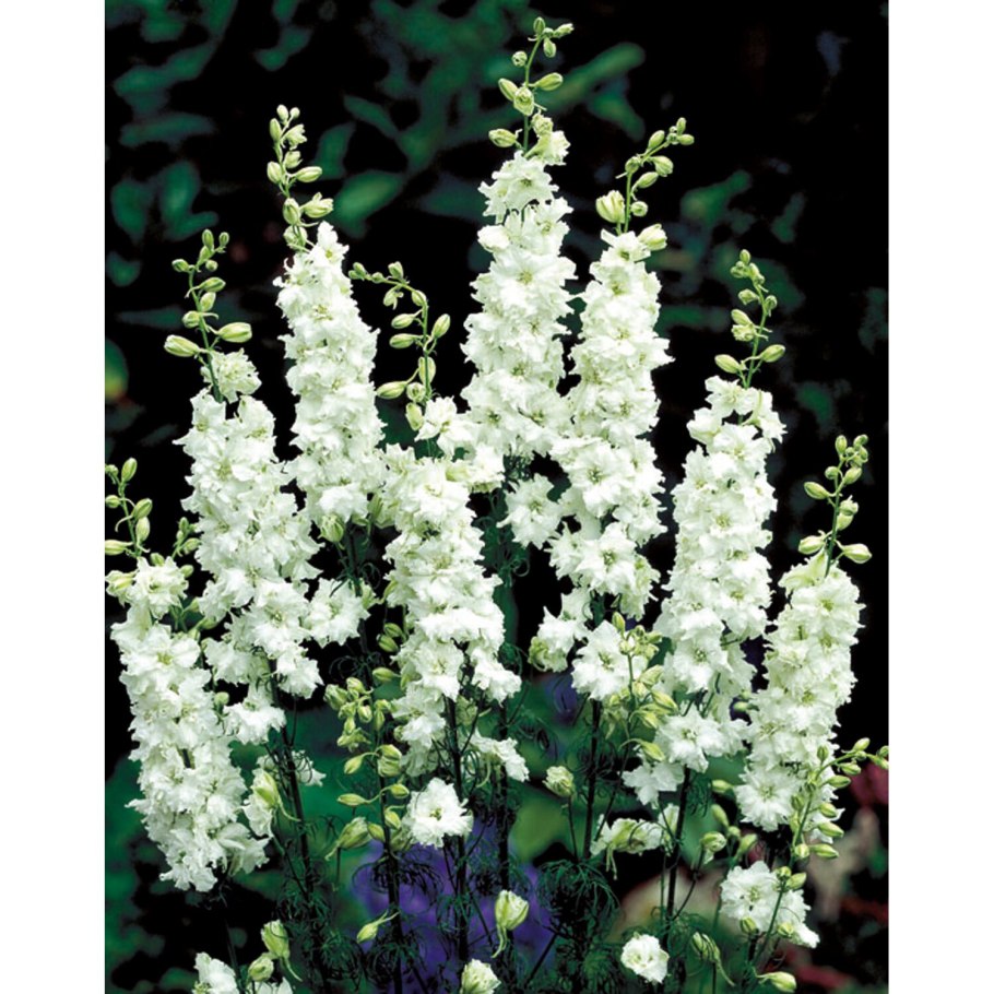 Дельфиниум Вайт